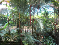 Sommerville Park (D10), Condominium #581432641